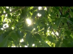 Probe Surgical Instrument